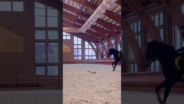 Рабочие будни берейтора: тренинг молодой спортивной #лошади