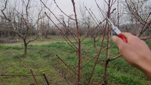 ??Формирование кроны,у неправильно сформированного персика