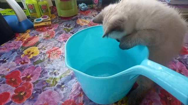 как приучить котёнка к воде за 15-20 минут