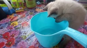 как приучить котёнка к воде за 15-20 минут