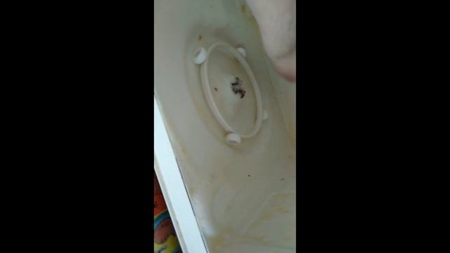 ТЕСТИРУЮ ЖИРОУДАЛИТЕЛЬ | АНТИ-ЖИР АЗЕЛИТ #AZELIT смотреть онлайн