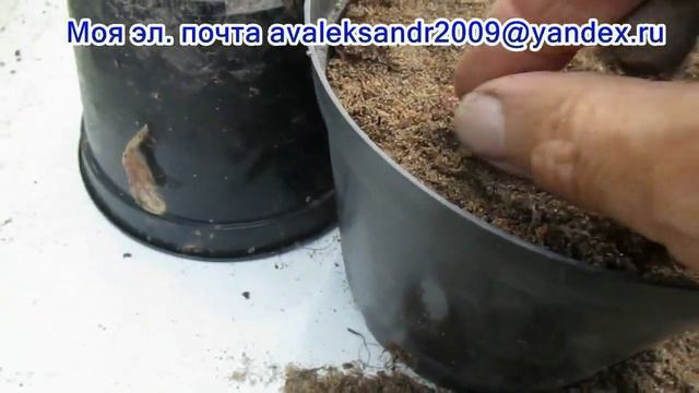 11 07 22г По вашим просьбам Летний посев гибридных семян морозника восточного. смотреть онлайн