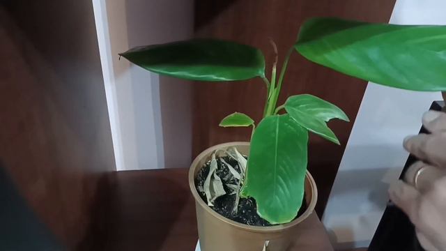 COMO REVIVIR UNA MONSTERA/SE MURIO MI MONSTERA/LES CUENTO PORQUE NO PUDE SUBIR VIDEOS смотреть онлайн