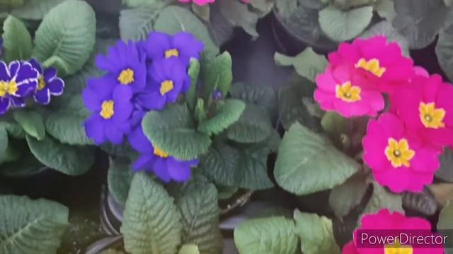 ЛЕРУА: Очень красивые и свежие Примулы! 26 февраля 2022г. смотреть онлайн