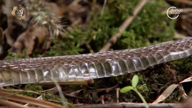 Zaxarli Ilonlar Yashash Tarzi. Xayvonat Olami #dunyoboylab