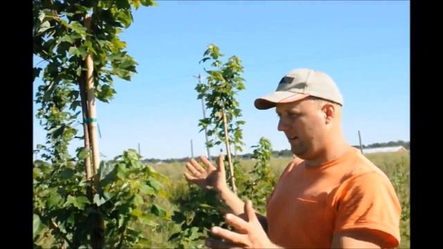 Red Maples October Glory at HH Farm Doylestown Pa смотреть онлайн