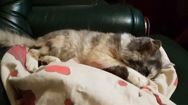 Котэ бежит во сне) смотреть онлайн