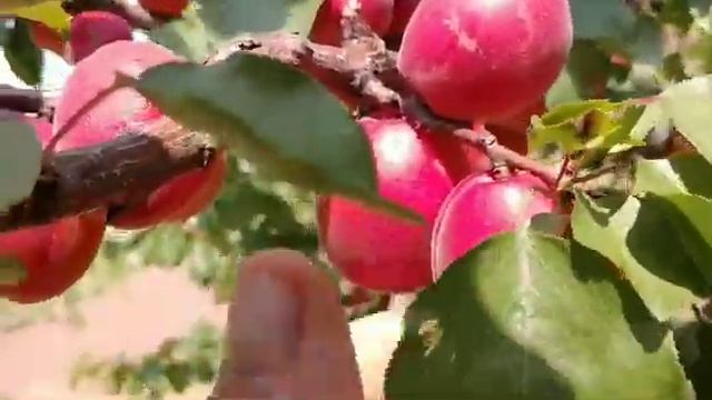 Абрикос Рубіста. Apricot Rubista. Високотоварний, червоний сорт який не підведе смотреть онлайн