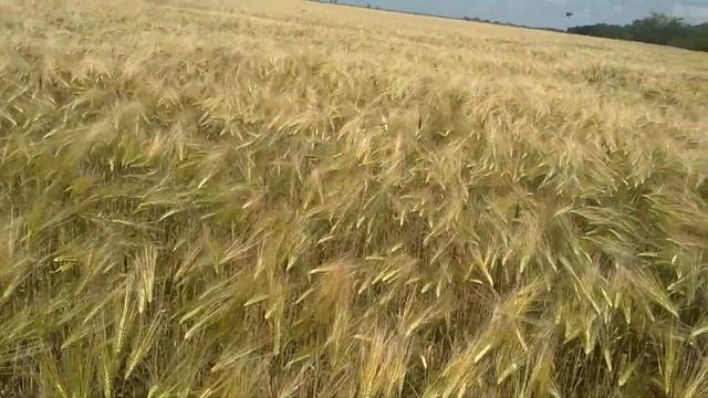 Стан озимого ячменя 15.06.2021 смотреть онлайн