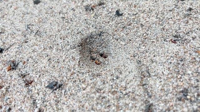 Насекомые. Муравьиный лев (Myrmeleontidae) смотреть онлайн