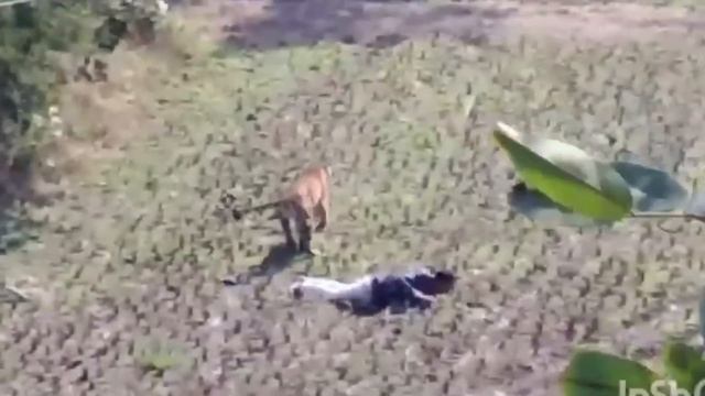 Sunderban Tiger Attacks || Why Human Wildlife Conflicts Occurring in Sunderban National park смотреть онлайн