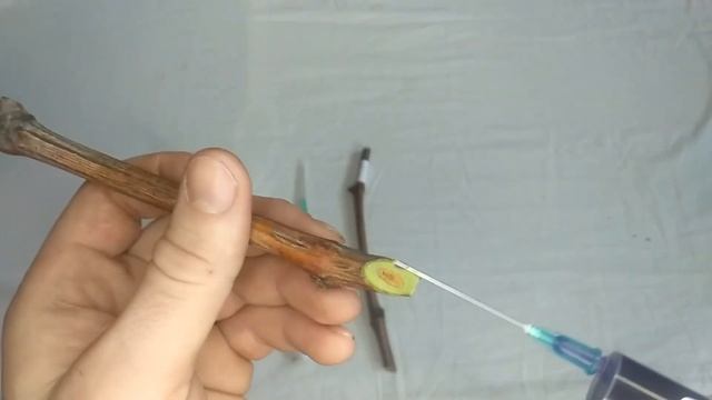 Клонекс гель и Клон М на черенках винограда Аватар смотреть онлайн