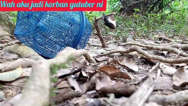 SUBCRIBS ITU BAYAR BOS#may live#yutuberindonesia#burung# смотреть онлайн