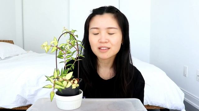 Repotting Anthurium Magnificum & Propagating Hoya | Plant Chores смотреть онлайн