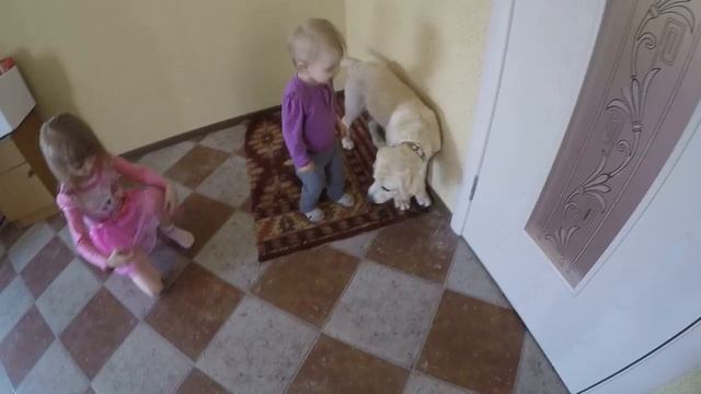Мы купили лабрадос -:))) ЛАБРАДОР РЕТРИВЕР / LABRADOR RETRIEVER смотреть онлайн