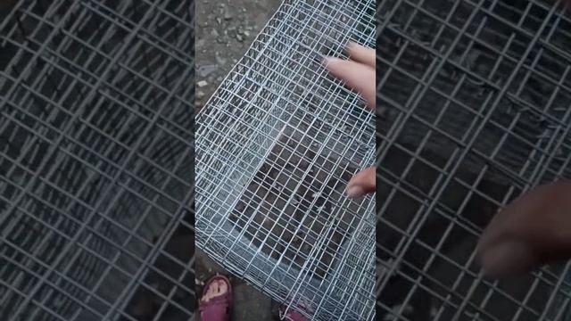 Клетка для крыс своими руками! Как сделать? Пошаговая инструкция. Дёшево и качественно! смотреть онлайн