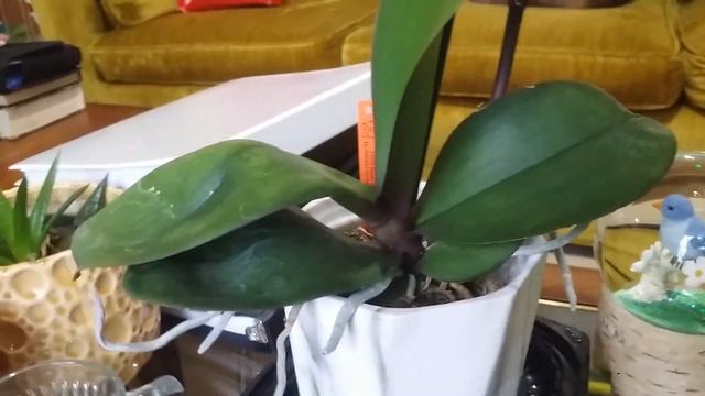 03.07.20 A Review of the Schilleriana Big Tree смотреть онлайн