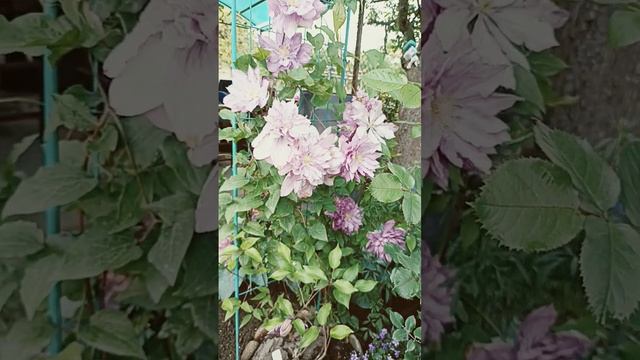 Клематис Violet Elizabeth. смотреть онлайн