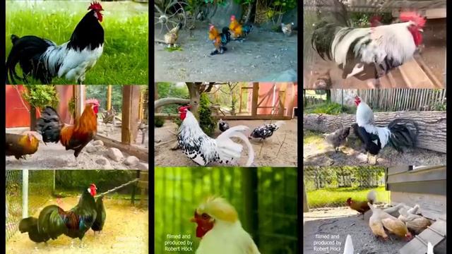 Крики петуха разных парод