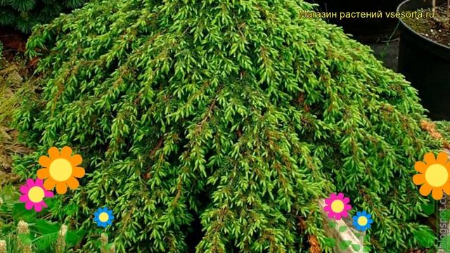 Можжевельник обыкновенный Кориелаган. Краткий обзор, описание juniperus communis Corielagan смотреть онлайн
