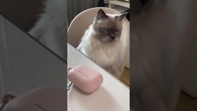 Самый серьёзный котик.#котики #kitten #рэгдоллкраснодар #PlushDollRu #ragdoll смотреть онлайн