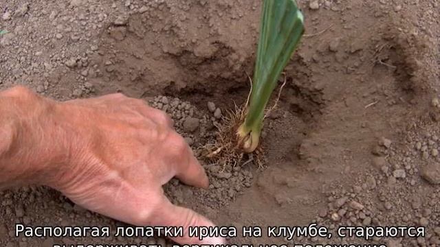 Когда пересаживать ирисы смотреть онлайн