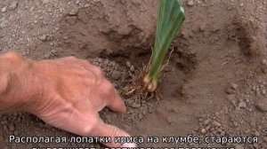Когда пересаживать ирисы