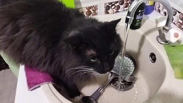 Утренний кофе ☕ у кота 😱🐱 Мишки ☺😍🥰 смотреть онлайн