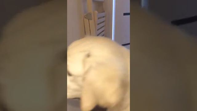VID 20170507 WA0001 смотреть онлайн