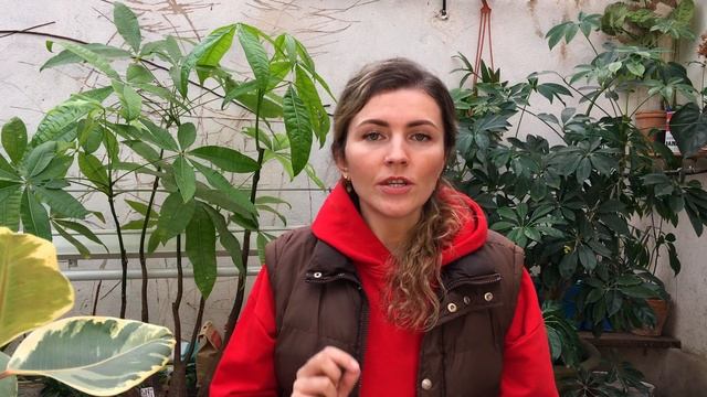 Замерзли листья у Антуриума, Орхидеи, Замиокулькаса, Спатифиллума что делать? смотреть онлайн