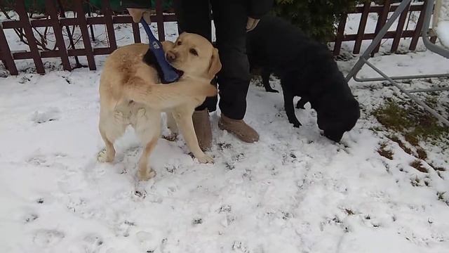 Лабрадор и массаж)