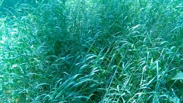 Комар долгоножка. Внимание!!! НЕ малярийный. смотреть онлайн