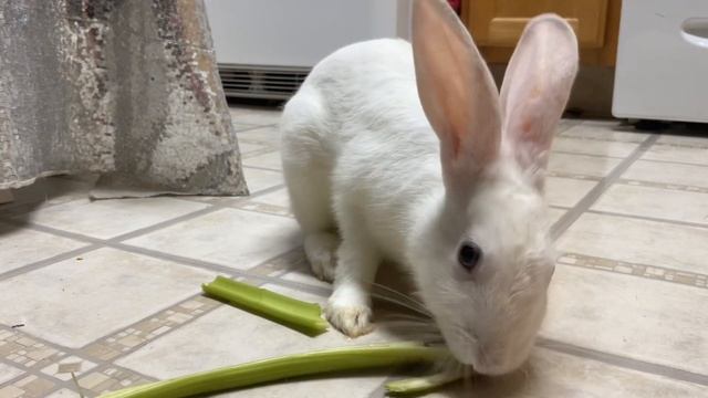 Rabbit eats celery and white grape смотреть онлайн