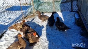 Мускусные утки тяжелых линий,  разных окрасов. Обзор семей на 2024г.