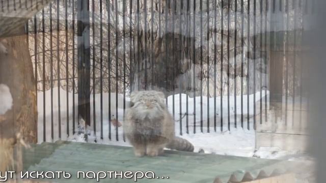 Котята манула Мии начали разговаривать. смотреть онлайн