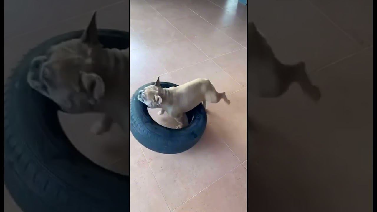 Тренировка! Маленький, а челюсть как у Алабая ))) смотреть онлайн