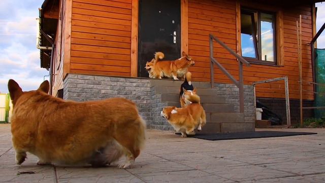 Corgi-park смотреть онлайн