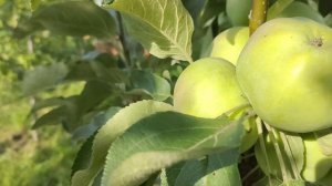 Колоновидные яблони ? Валюта и Васюган ? в моём саду?