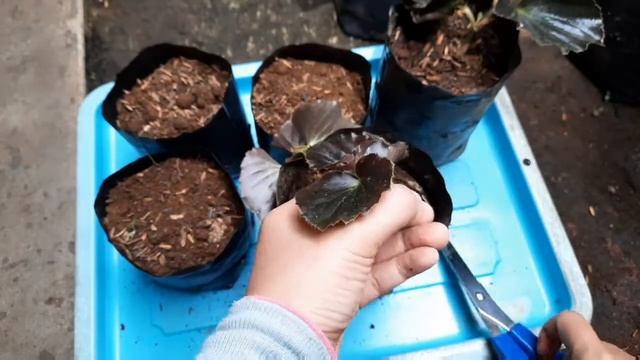 Cara Mengatasi Busuk Batang Saat Perbanyakan Begonia Double Pink Rose dengan Stek Batang смотреть онлайн