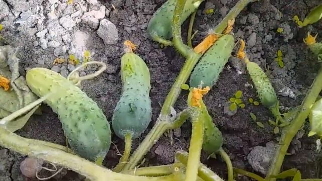 ПОХОД НА ОГОРОД ЗА ОГУРЦАМИ // ВСЕ ЛЮДИ ОГУРЦЫ СОБИРАЮТ, А Я ЧТО ? // ЖИЗНЬ В ДЕРЕВНЕ смотреть онлайн