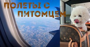 Изменения в правилах перевозки собак в самолете, мнение заводчика бишон фризе.