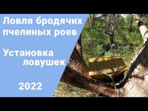 Ловля пчелиных роев. Расстановка ловушек