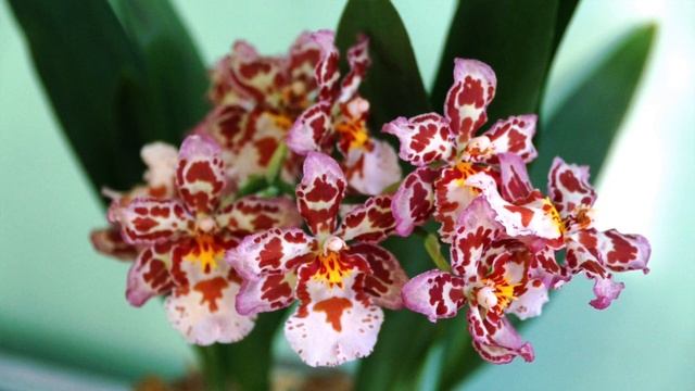 РАЗМНОЖЕНИЕ ОРХИДЕИ КАМБРИЯ ? 2 часть о #камбрия ? ПЕРЕСАДКА КАМБРИИ ? #cambria #oldenburgru#286