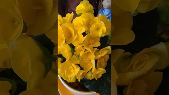 жёлтая бегония смотреть онлайн
