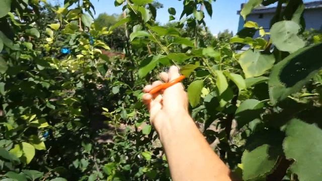 Формировка абрикоса кустом. Результат за три сезона. смотреть онлайн