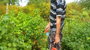 Обработка смородины Топазом. Профилактика от мучнистой росы.