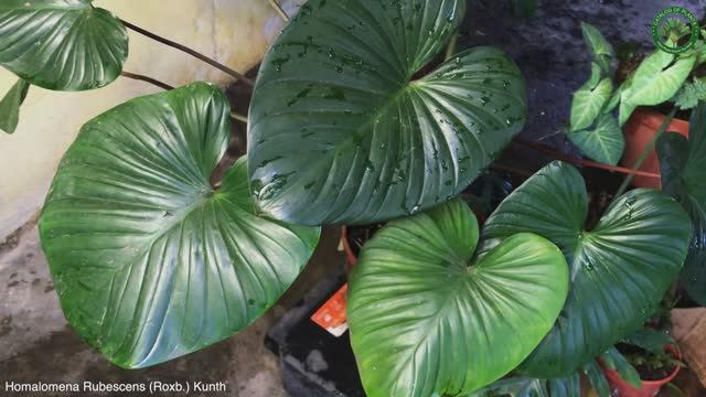 Homalomena Rubescens (Roxb.) Kunth | Ornamental Plants | ?? Panama |