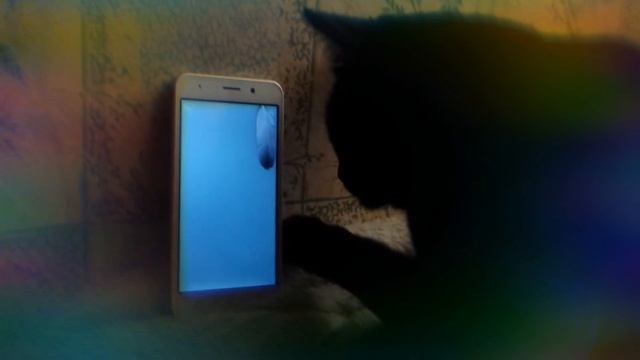 КОТ ИГРАЕТ В ТЕЛЕФОН ( A CAT PLAYING WITH MY PHONE) смотреть онлайн