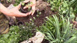 Лаватера.  Посадка рассады.  Фитодизайн