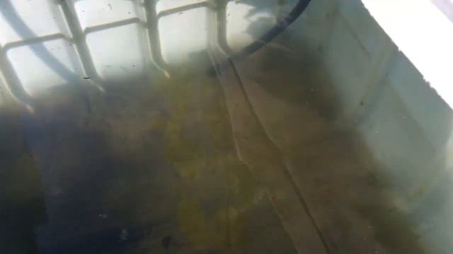 ПОДКОРМКА МАЛИНЫ ДРОЖЖАМИ.НАРОДНЫЕ СРЕДСТВА || ПОДКОРМКИ МАЛИНЫ ВЕСНОЙ смотреть онлайн